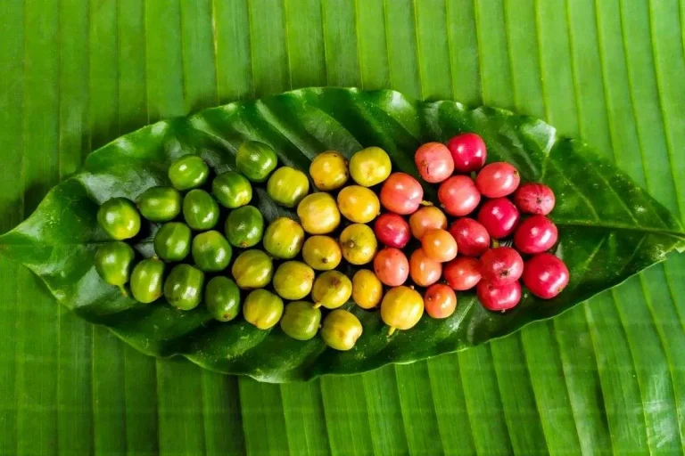 How are Coffee Fruits Constructed?